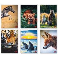 Maxiquaderno A4 40fg+2 80gr 10mm Animal 2023 BM